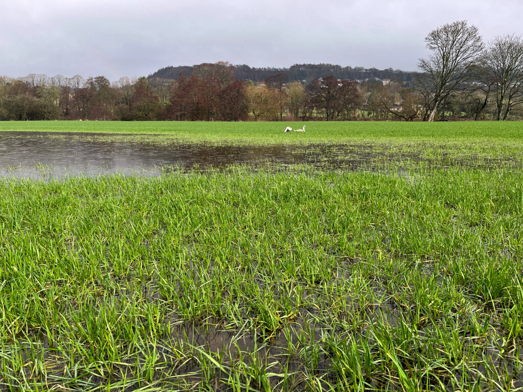 Swans in Flooded Field, Matlock, Derbyshire